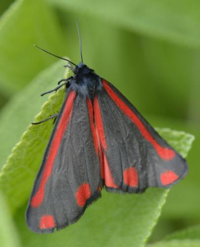 Réf. 184 121 : Tyria jacobaeae